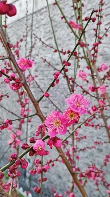 2021_梅01 (360x640).jpg