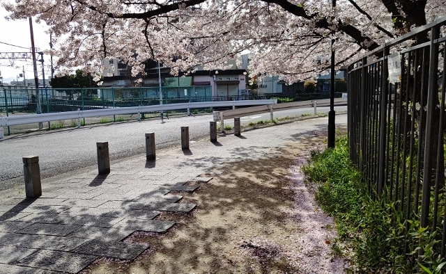 sakura20210331-01.jpg