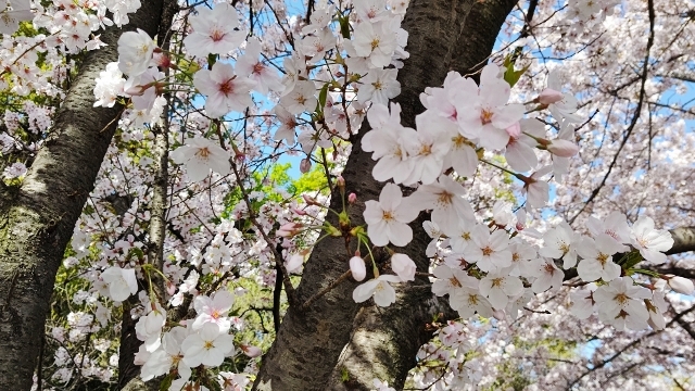sakura20210331-02.jpg